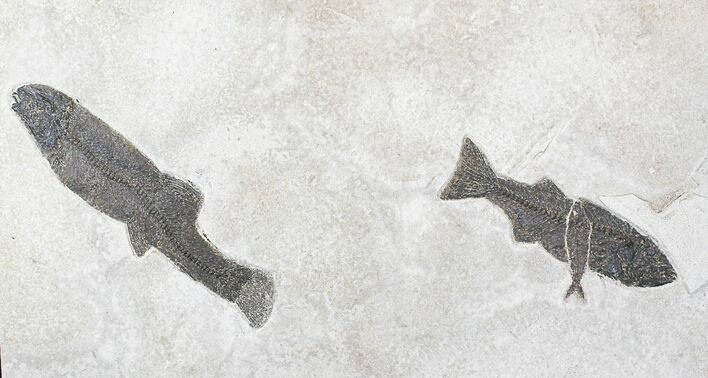 Wide Notogoneus, Mioplosus & Knightia Fossil Fish Plate #28515